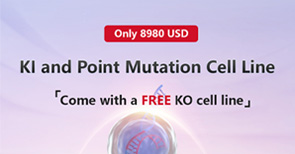 KI and Point Mutation Cell Line